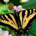 On the wing: Keeping up with island butterflies