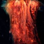 Karlista Rickersons underwater photography, with images of the marine life in Tramp Harbor, Sandy Shores and Maury Island Marine Park, includes this jellyfish. Her work is on view through July 22 at Vashon Center for the Arts (Courtesy Photo).