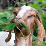 FIELD NOTES: Himalayan blackberry requires combat, creativity to control