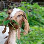 Jordie the goat, a member of Vashons Rent-a-Ruminant crew, savors a mouthful of invasive Himalayan blackberry. (Rent-a-Ruminant Photo)