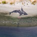 Backbone takes center stage in response to current affairs