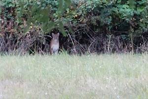 Cougar sightings reported, but remain unconfirmed