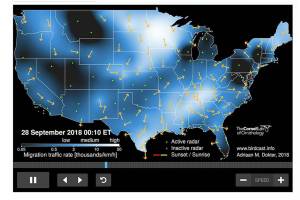 FIELD NOTES: Bird migration: a phenomenon no one should miss