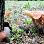 Native plant expert will sit on panel; mushrooms are afoot