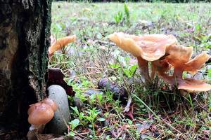 Native plant expert will sit on panel; mushrooms are afoot