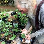 Native plant expert John Browne at his Judd Creek Nursery examining the small buds that emerge at the base of the leaves of a piggy-back plant, (Tolmeiea menziesii), that will develop into new plants. (Chris Woods Photo)