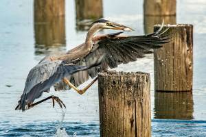 Birdwatching expert shares favorite island hot spots
