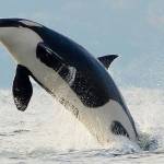 Whales frequenting south-sound waters