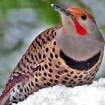 We need to go out on a limb for orcas