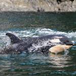 Orca task force proposals leave work to do