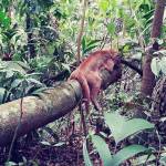 Sleeping puma, Parque Jacj Cuisi, Bolivia. (Courtesy Photo)