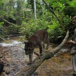 Islanders have ‘no words’ after caring for rescued pumas in Bolivia