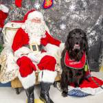 Unofficial mayor of Vashon and Newfoundland therapy dog Goliath poses with Santa in between his mayoral duties. (Josh Manwaring photo)