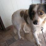 Henry (Courtesy photo)