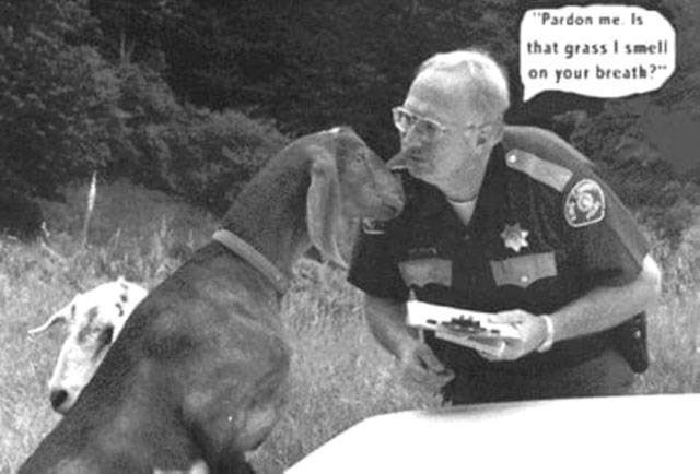 Lysen, with some curious island residents during earlier days of his time on Vashon. (Garret Koepping/Beachcomber Photo)