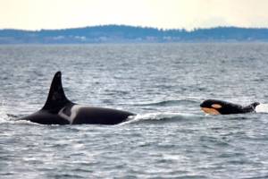 Some good news for the southern residents