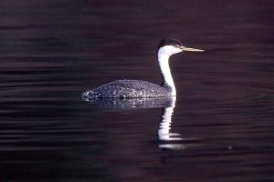Peter Murray Photo                                A Western grebe swims in Quartermaster Harbor in February 2000, the year it was declared an Important Bird Area.