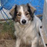 Search for missing dog continues