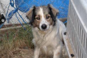 Search for missing dog continues