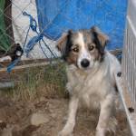 Henry. (Courtesy Photo)