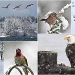Scenes from the snow. Photo credits, clockwise from top left: Jim Diers, Jim Diers, Trevi Ellen, Jim Diers, Georgia Galus and and Lyndsey Braun-Palmer.