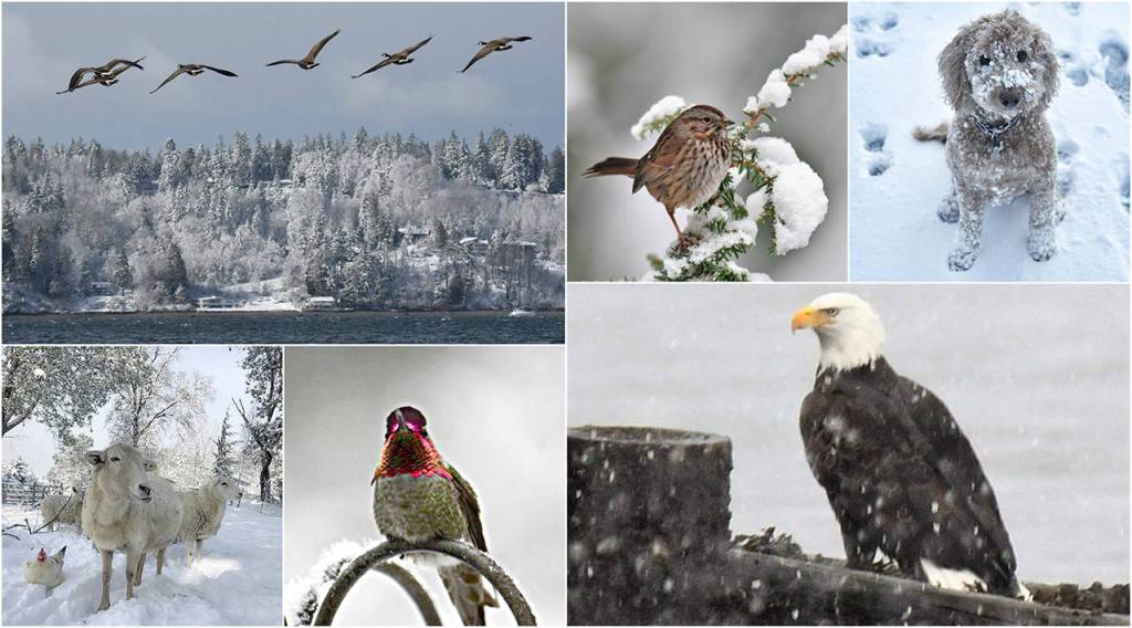 Scenes from the snow. Photo credits, clockwise from top left: Jim Diers, Jim Diers, Trevi Ellen, Jim Diers, Georgia Galus and and Lyndsey Braun-Palmer.