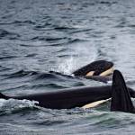 Lawmakers propose new watercraft restrictions to save southern resident orcas