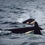 Puget Sounds southern resident orcas, who use echolocation to find food, may be protected by a speed limit for vessels approaching the endangered species (Ken Rea, SpiritofOrca.com Photo).
