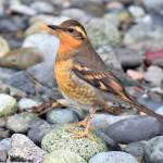 Learn about another world as a beach naturalist