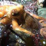 A small specimen of a giant Pacific octopus was one of the many species discovered at the Full Moon Beach Walk conducted last month by the Vashon Nature Centers Beach Naturalists. More than 150 participants observed sunflower sea stars, bioluminescent sea pens and an assortment of nudibranchs illuminated by the full moon eclipse (Bianca Perla Photo).