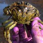 Islanders invited to training, hunt for invasive crab