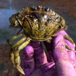 The European green crab can appear native to the waters where they settle (Jeff Adams Photo).