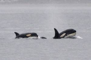Transient orcas visit Vashon in droves