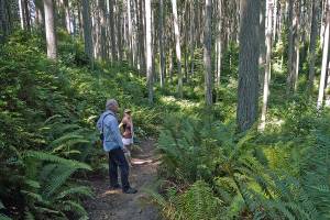 King County forests are facing new challenges