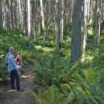 Walkers rest amid the trees at Island Center Forest. Many trees around Western Washington are struggling, including Western hemlock on Vashon, likely from drought stress (Susie Fitzhugh Photo, above, Kent Phelan Photo, front).