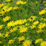 Making wildlife a priority