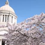 Cherry blossoms bloom in April at the Washington State Capitol. Photo by Emma Epperly, WNPA Olympia News Bureau