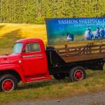 Vashon Sheepdog Classic returns June 6