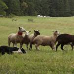 Linda Crayton Photo                                Most of the dogs herding the sheep at the event will be border collies, working dogs known for their speed and intelligence.