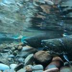 New documentary focuses on dams, orcas’ dependence on salmon