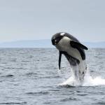 The southern residents depend on chinook as their primary food source, but less fish has led several orcas to die of malnourishment in recent years (Heather Macintyre Photo).