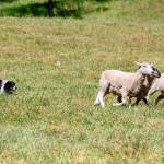 Counting sheep and record crowds