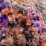 Sunflower sea stars near Croker Island in British Columbia in 2013. Three weeks later, they were gone (Neil McDaniel Photo).
