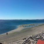 During the 2017 Low Tide Celebration, participants could be seen from the Point Robinson Lighthouse spread out across the beach.                                This years event will take place on Saturday, July 6 from 11 a.m. to 4 p.m. (Chris Woods Photo).