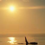 Go on a midsummer’s night gallery cruise