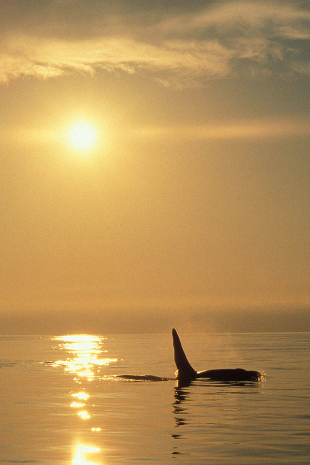 Go on a midsummer’s night gallery cruise