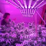 Island pot farms going up in smoke