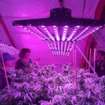 Susan Gress leads neurologist and prominent cannabis researcher Ethan Russo through her cannabis farm. Her business, Vashon Velvet, closed last month (Courtesy Photo).