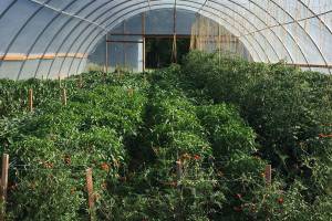 Island benefits when groups join forces