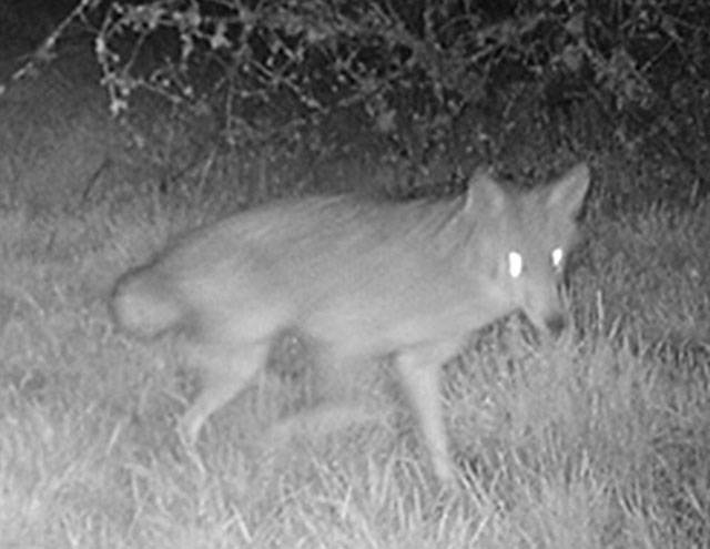 Bob the coyote is identifiable by his bobbed tail. A wildcam captured this image in April. (Vashon Nature Center Photo)